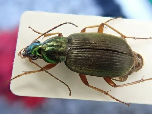 Say's Ground Beetle - photo 4