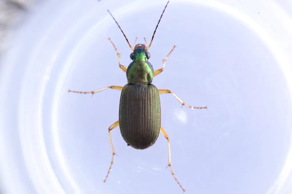 Say's Ground Beetle - photo 6