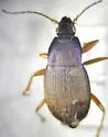 Chlaenius platyderus - Chlaenius platyderus