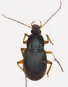 Chlaenius platyderus - photo 2