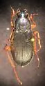Chlaenius platyderus - photo 3
