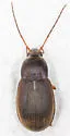 Chlaenius platyderus - photo 4