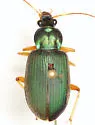 Chlaenius prasinus - photo 2