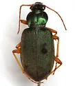 Chlaenius prasinus - photo 3