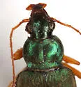Chlaenius prasinus - photo 4
