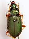 Chlaenius prasinus - photo 5