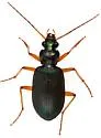 Chlaenius purpureus - photo 2