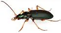 Chlaenius purpureus - photo 3