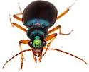 Chlaenius purpureus - photo 4
