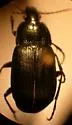 Chlaenius purpuricollis