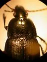 Chlaenius purpuricollis - photo 2
