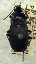Chlaenius purpuricollis - photo 4
