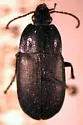 Chlaenius purpuricollis - photo 5