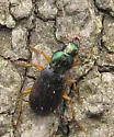 Chlaenius pusillus - Chlaenius pusillus