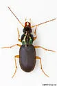 Chlaenius pusillus - photo 2