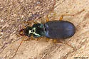 Chlaenius pusillus - photo 3