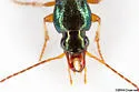 Chlaenius pusillus - photo 4