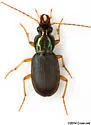 Chlaenius pusillus - photo 5