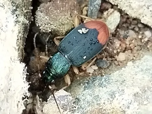 Chlaenius ruficauda - Chlaenius ruficauda