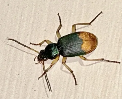 Chlaenius ruficauda - photo 3