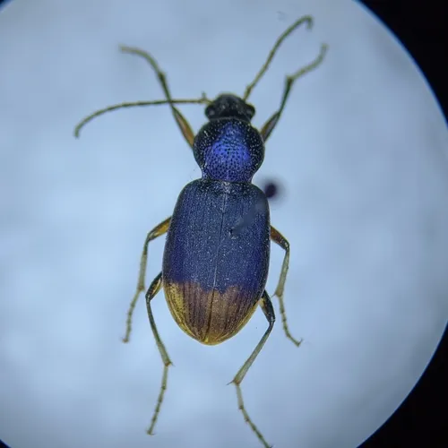 Chlaenius ruficauda - photo 4
