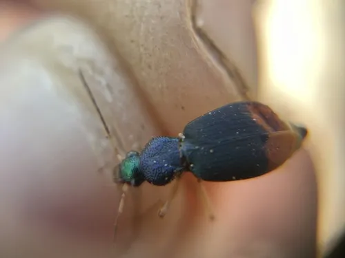 Chlaenius ruficauda - photo 5