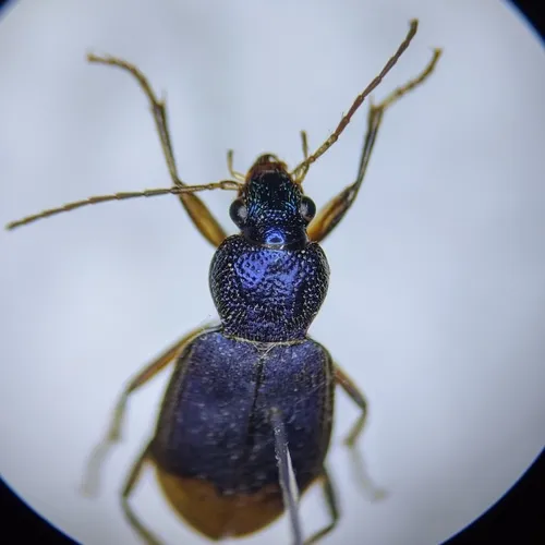 Chlaenius ruficauda - photo 6