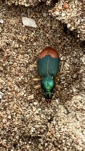 Chlaenius ruficauda - photo 7