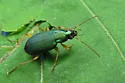 Chlaenius sericeus - photo 2