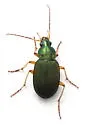Chlaenius sericeus - photo 4
