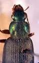 Chlaenius simillimus - photo 2