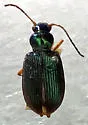 Chlaenius solitarius - Chlaenius solitarius