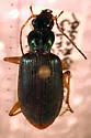 Chlaenius solitarius - photo 4