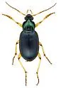 Chlaenius sparsus - photo 3