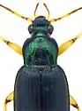 Chlaenius sparsus - photo 4