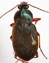 Chlaenius texanus - photo 2