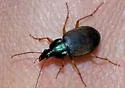 Chlaenius texanus - photo 3