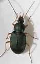 Chlaenius texanus - photo 4