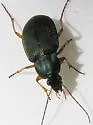 Chlaenius texanus - photo 5