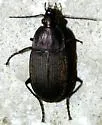 Chlaenius tomentosus - Chlaenius tomentosus