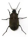 Chlaenius tomentosus - photo 4