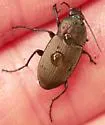 Chlaenius tomentosus - photo 5