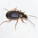 Chlaenius tricolor - photo 3