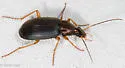 Chlaenius tricolor - photo 4