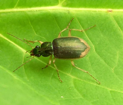 Chlaenius vestitus - photo 2