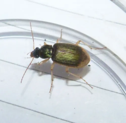 Chlaenius vestitus - photo 3
