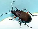 Chlaenius viduus - Chlaenius viduus