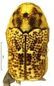 Chlamisus arizonensis