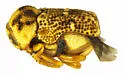 Chlamisus arizonensis - photo 2