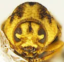 Chlamisus arizonensis - photo 4